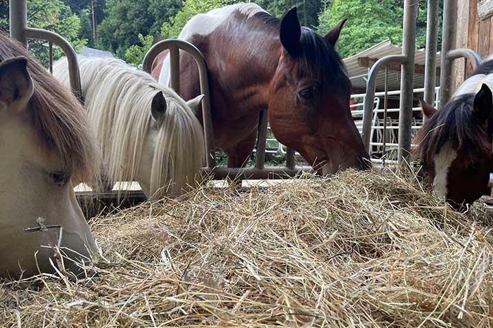 Ferien auf dem Bauernhof