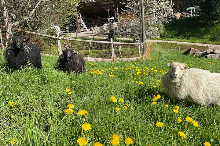 Ferien auf dem Bauernhof