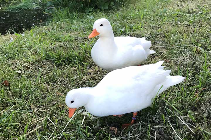 Ferien auf dem Bauernhof