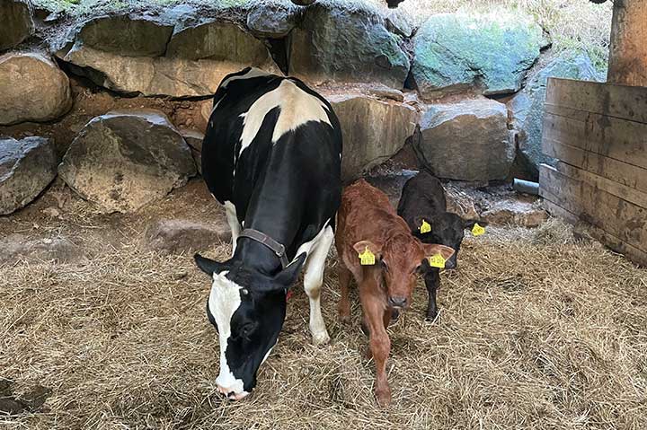 Ferien auf dem Bauernhof