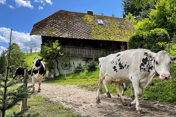 Ferien auf dem Bauernhof