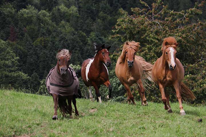 Ferien auf dem Bauernhof