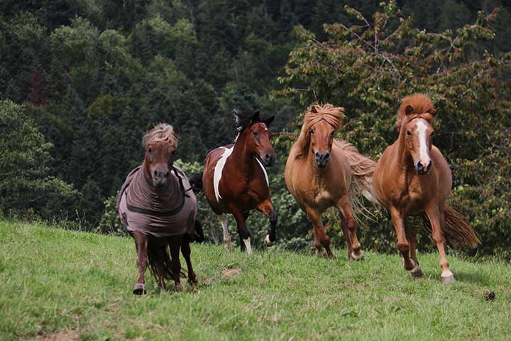 Ferien auf dem Bauernhof