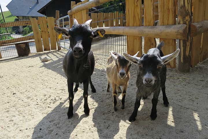 Ferien auf dem Bauernhof