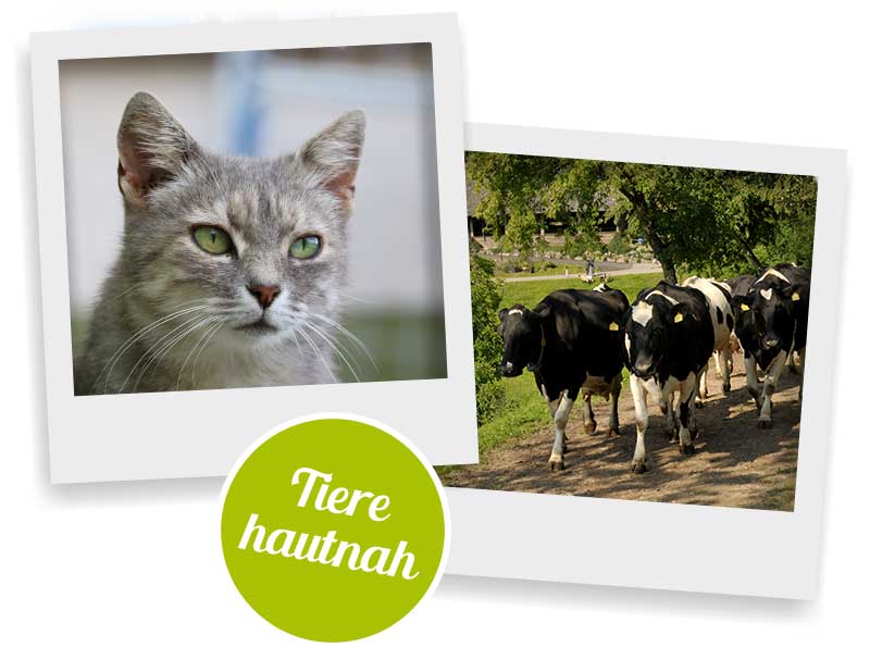 Ferien auf dem Bauernhof Oberer Rechtgrabenhof